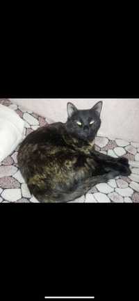 Потерялась кошка черная с рыжими пятнами на чиланзар 24