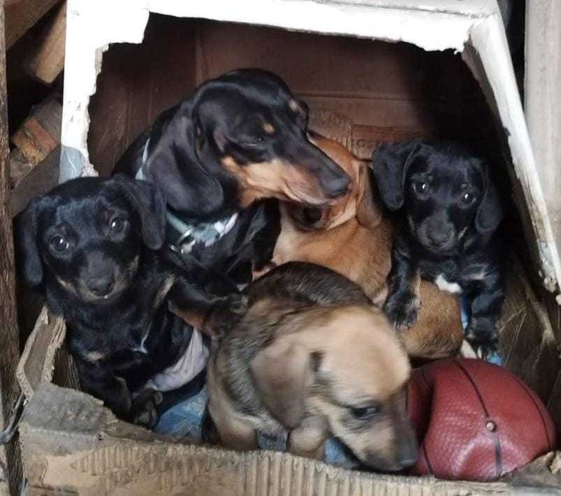 DONEZ catei teckel in arad