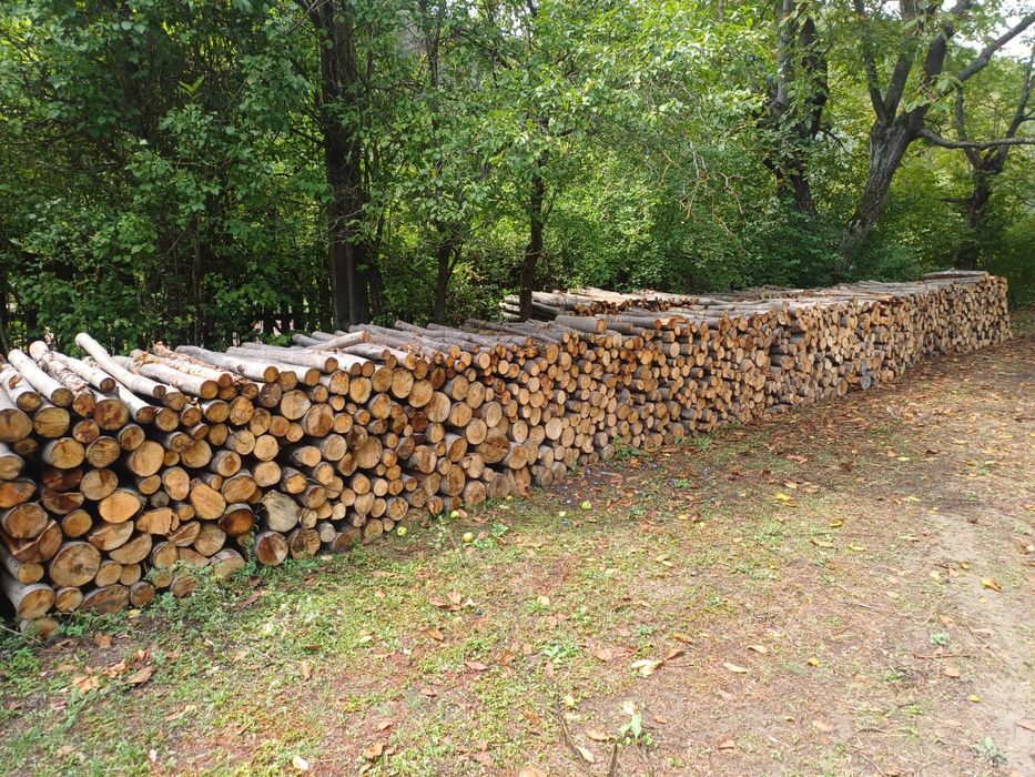 Lemne de foc fag capete uscate sau verzi 600lei tona sau la metru ster