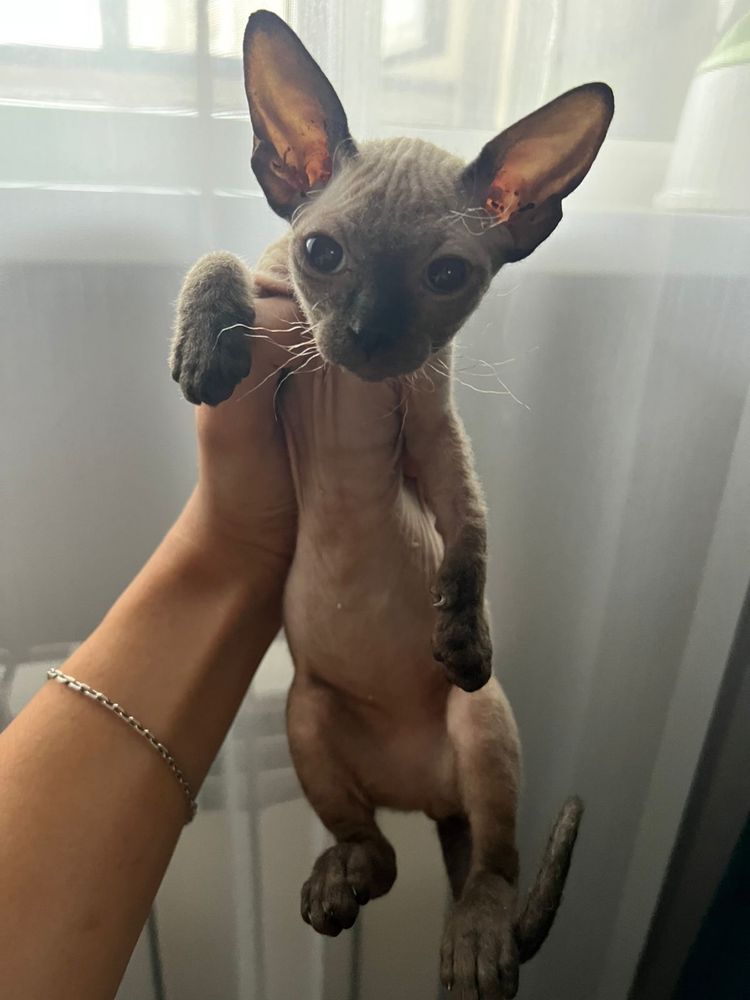 Сфинкс котенок 3 месячный, девочка