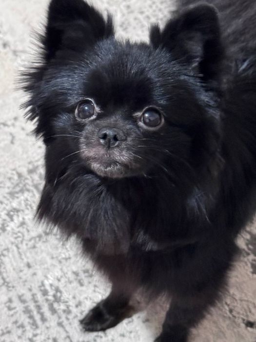 Продаю Немецкого Шпица