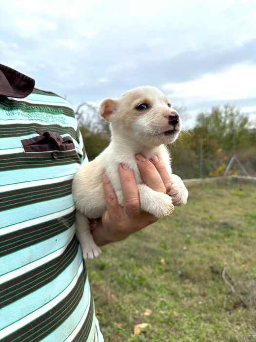 Подарявам Бели кученца Малка порода