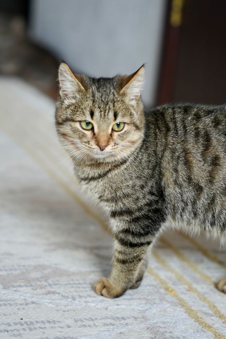 Отдам котенка девочку