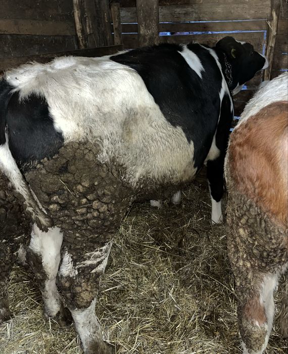 Vand vitea de 1 an si 3 luni