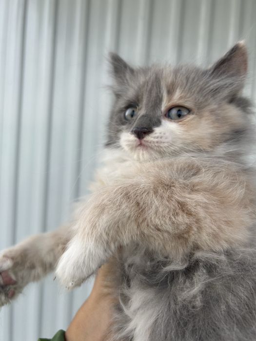 Котята в ответственные руки!