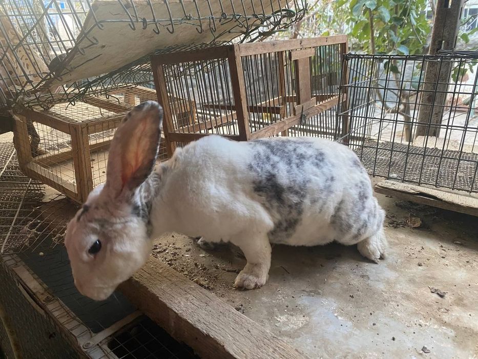 Рекс зотли куйонларимиз сотилади