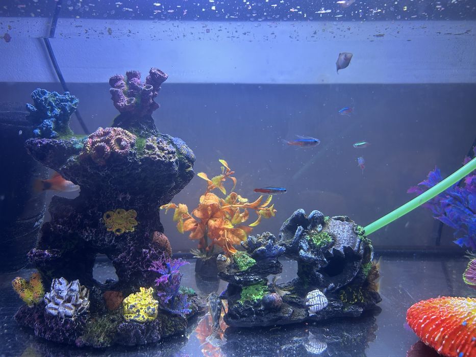 Acvariu Aquael 70L, cu accesorii si pesti