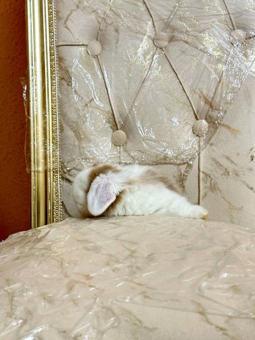 "Basmala farm" fermasidan osmaydigan quyonchalar