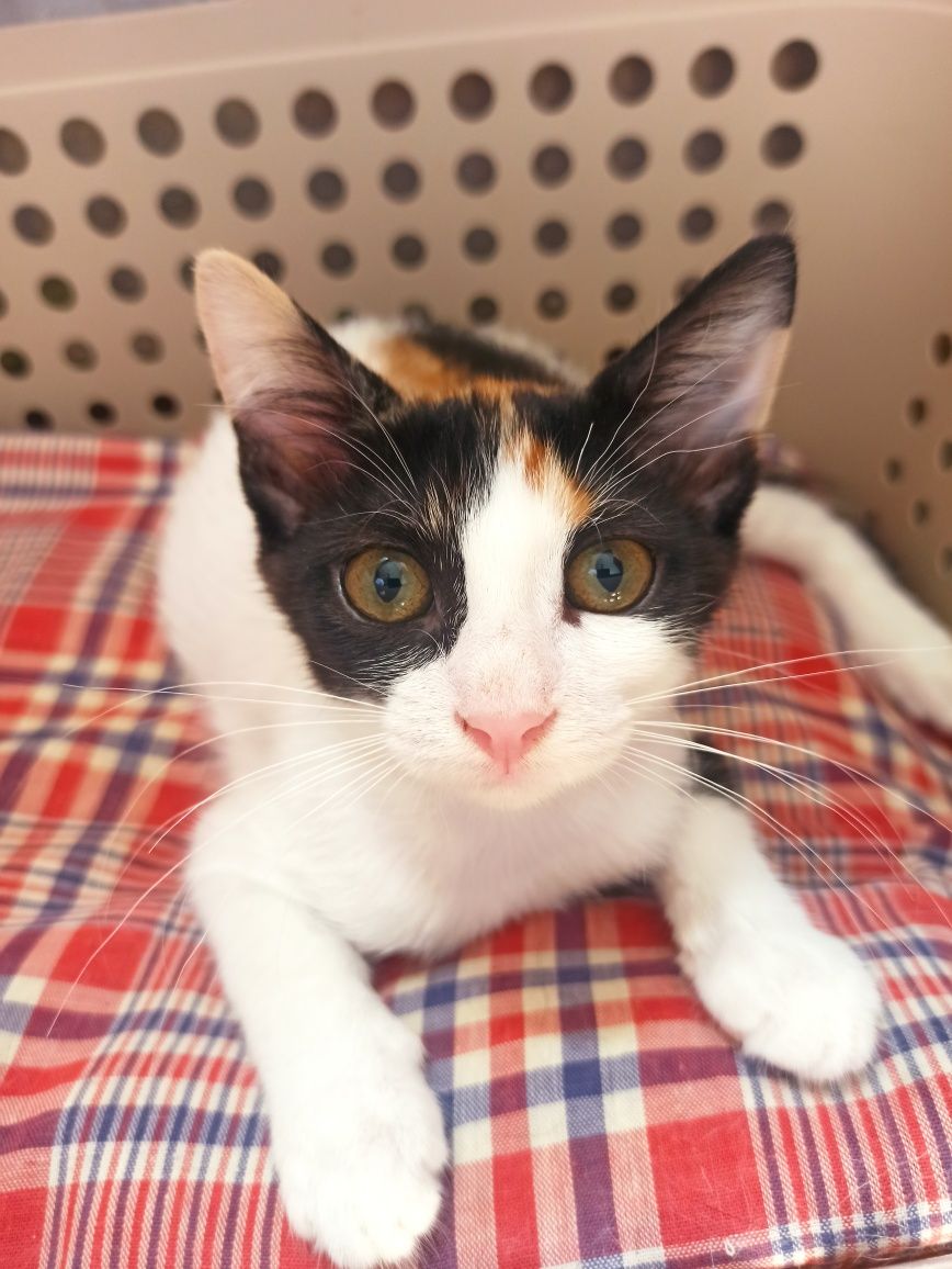 Котета търсят дом