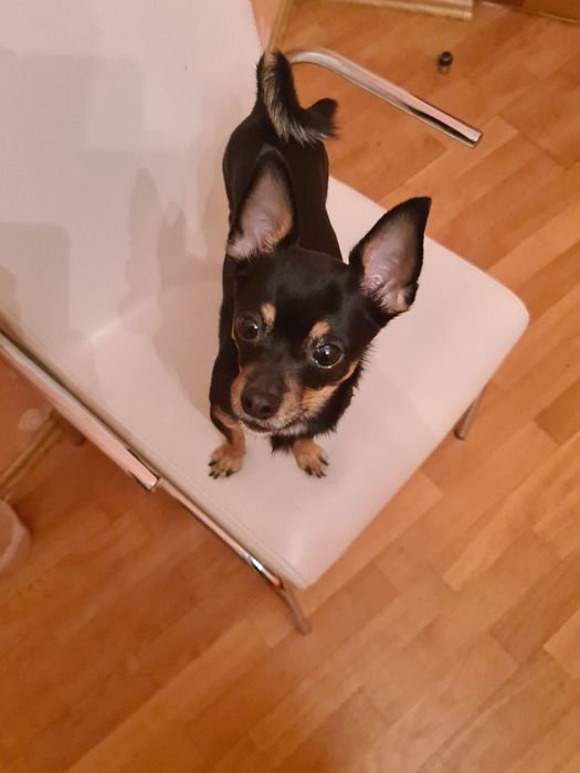 Предлагаю для вязки кобеля Русского Той терьера