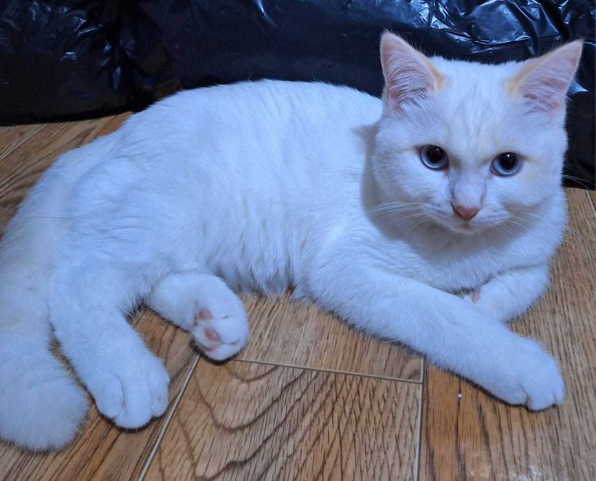 Шотландский белый котенок