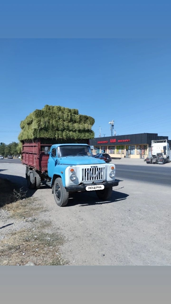 Люцерна Клевер Чистый Рознотравье Доставкой