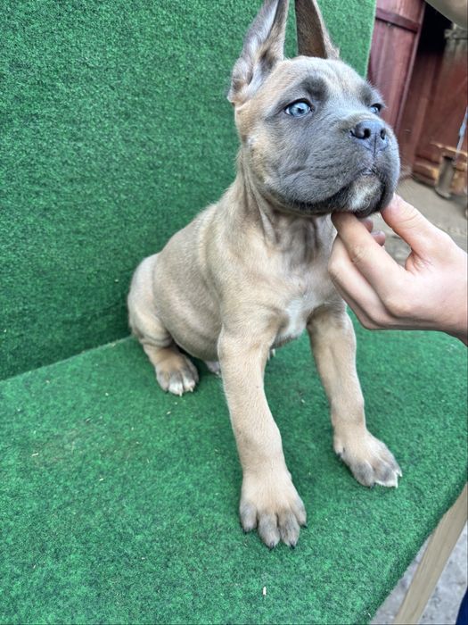 Mascul Cane Corso