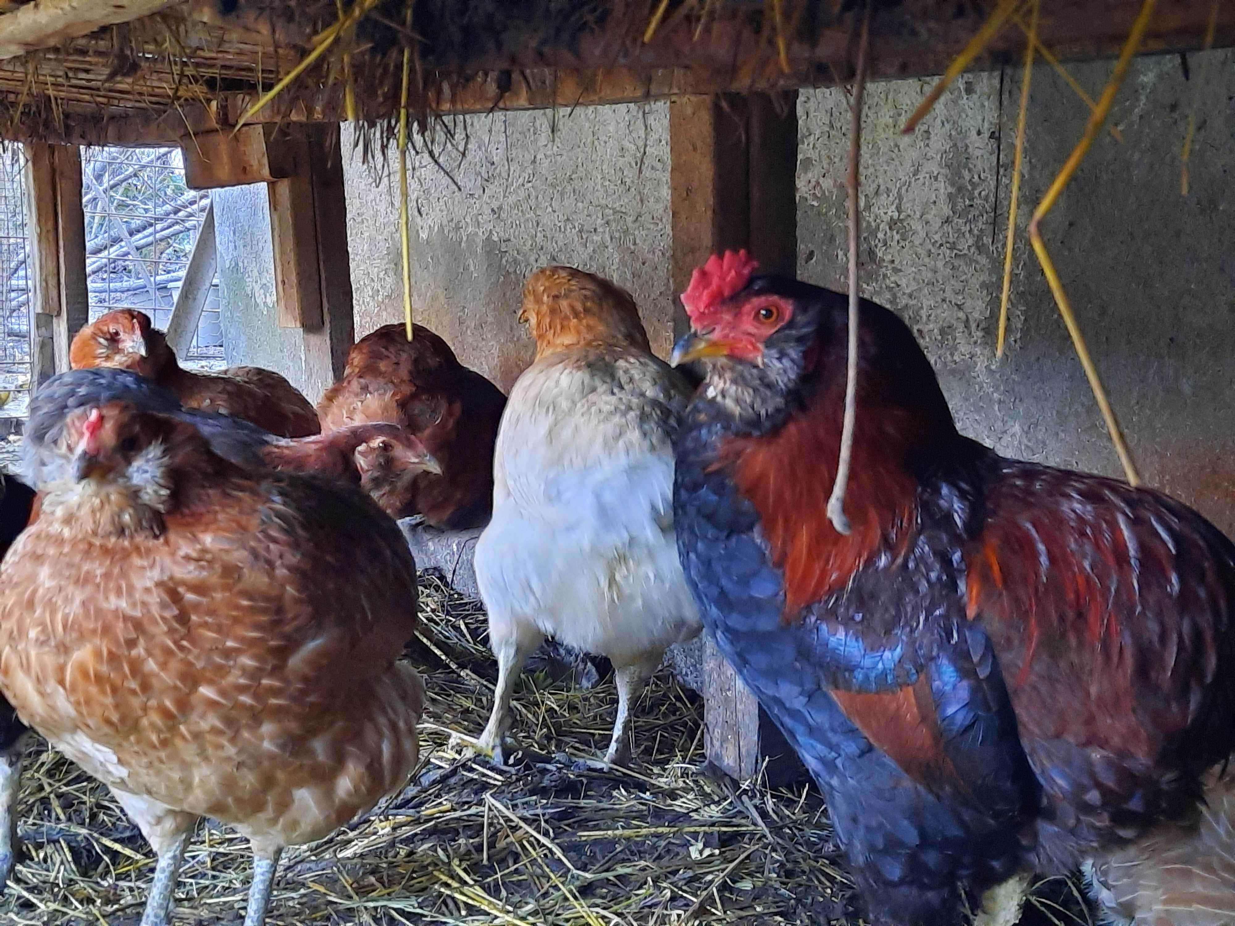 pui wyandotte , araucana, brahma potarnichiu