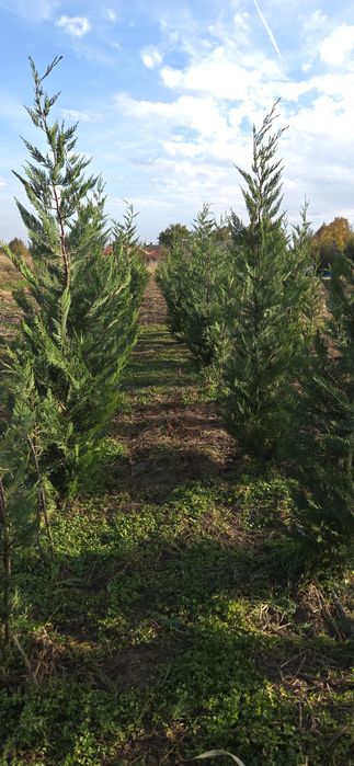 Leylandii Ciprian 130-200 cm