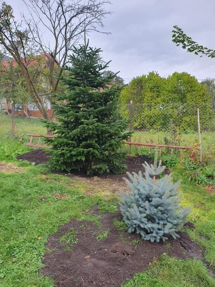 Plante ornamentale