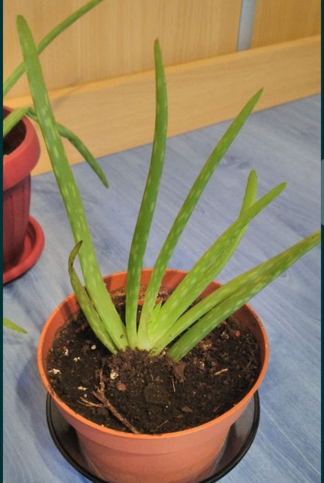 Aloe vera  3ani..