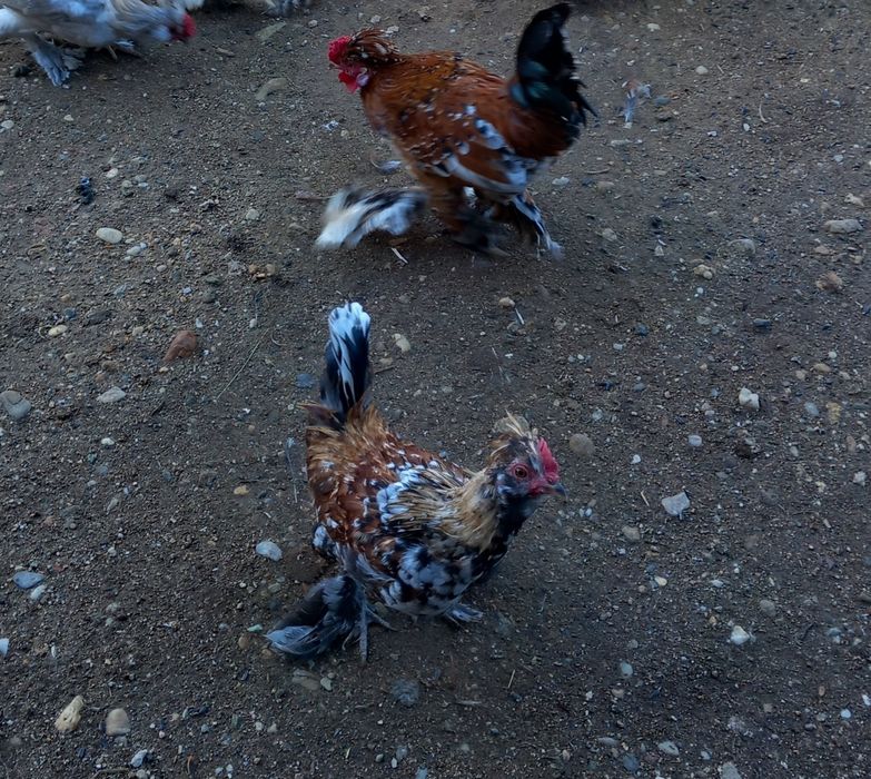 Cocoși struma bantan pitic
