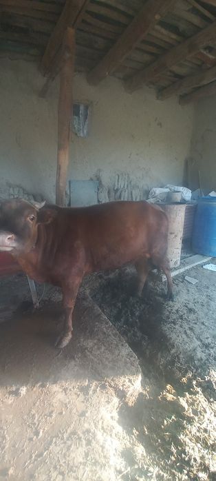 Buqa sotiladi. Uyda boqilgan