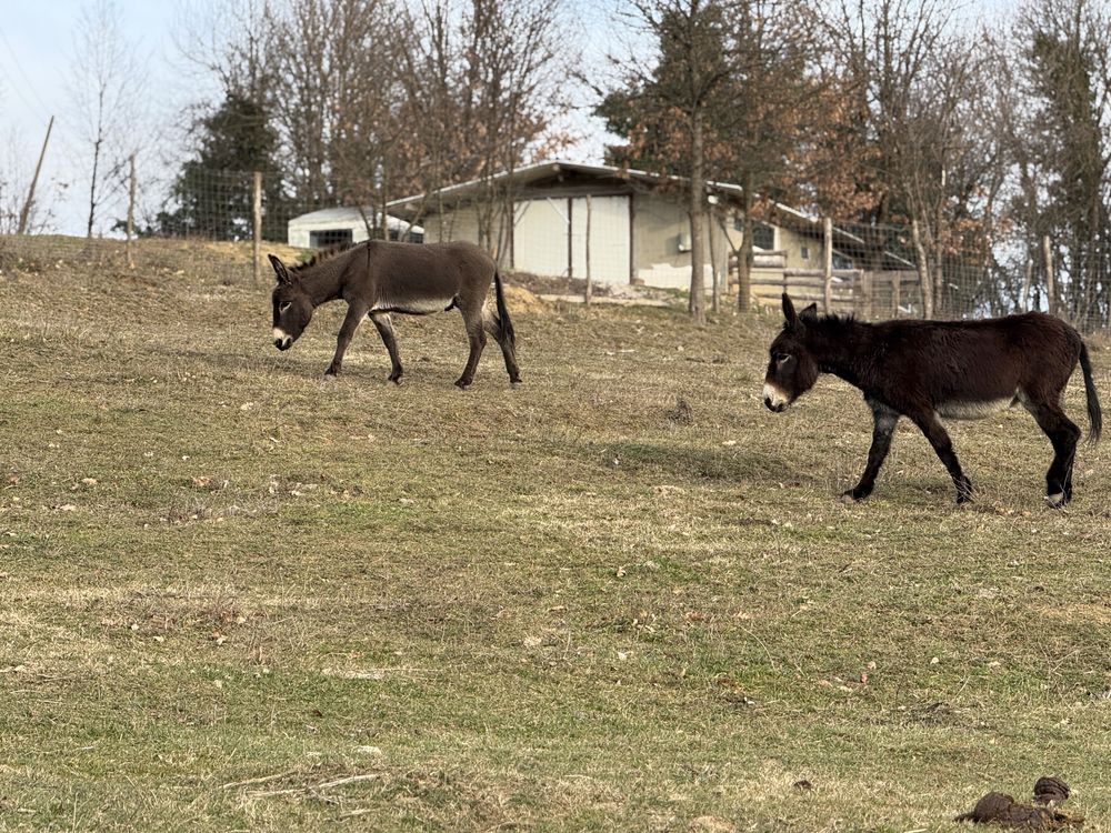 Продавам Кротко стадо магарета