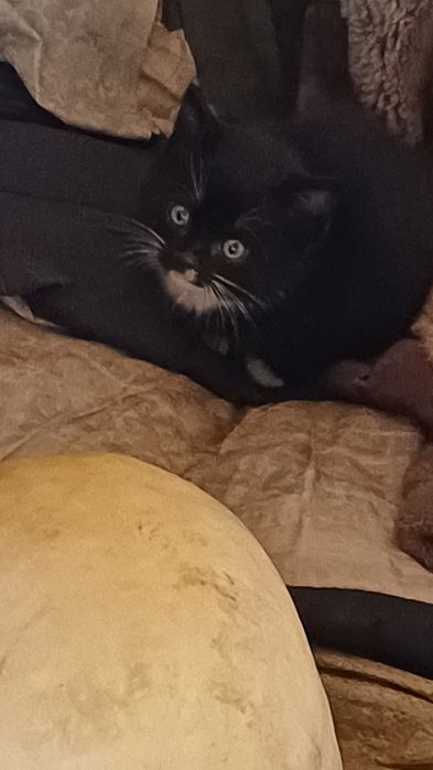 Отдам котят полукровки. Мама британка.