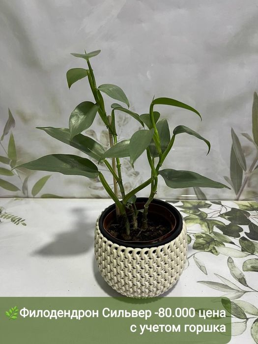 Хавортия варигат, кактус  и другие растения