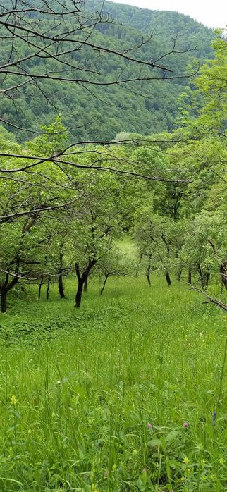 teren intravilan,4350m,Posada-Sinaia,intrare deschidere-DN1,11e/mp fix