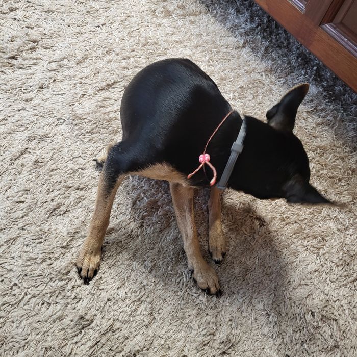 Пинчери сърнист бял