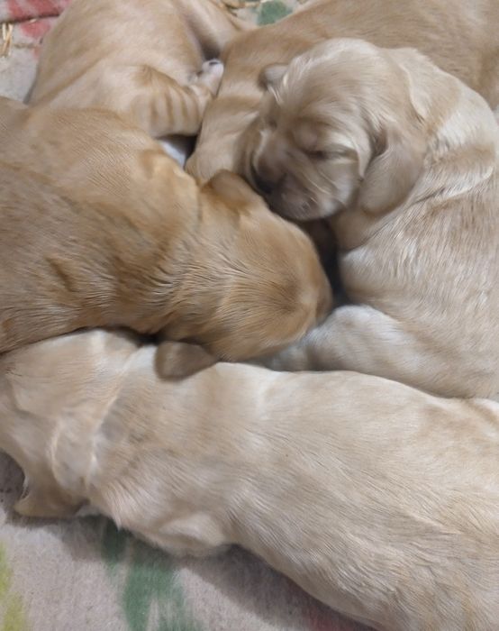 Кокер шпаньол - кученца