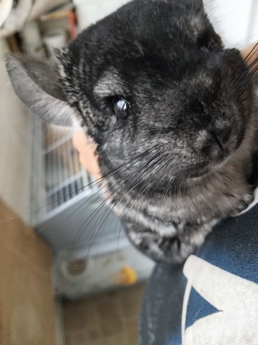 Șinșila, cu tot cu cusca