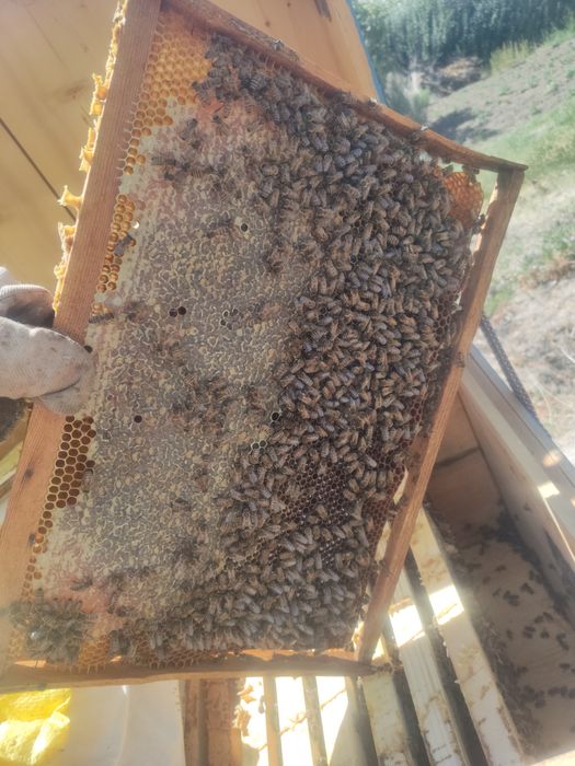 Tozza tabbiy tog asali