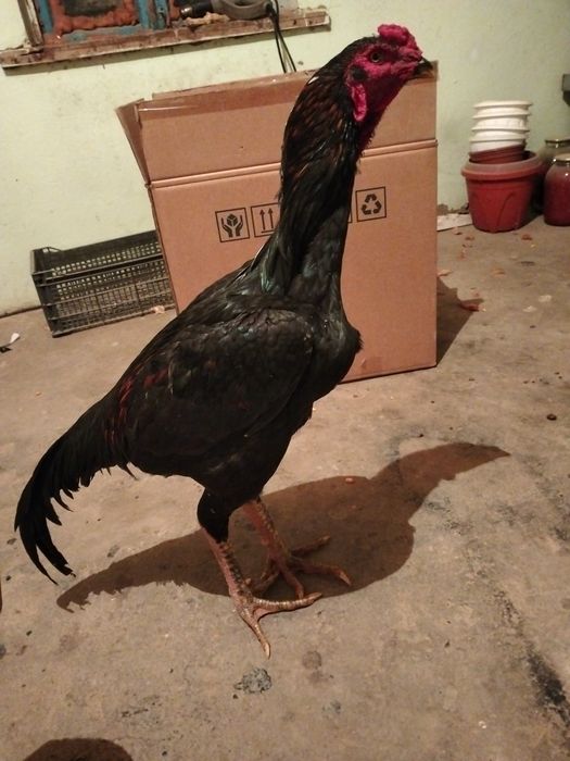 Шөже қораз сатылады