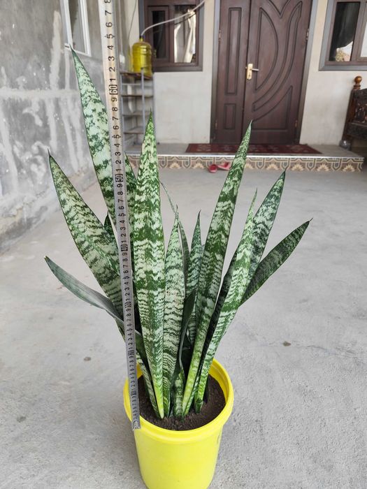 Цветок Молочай трёхгранный продаётся