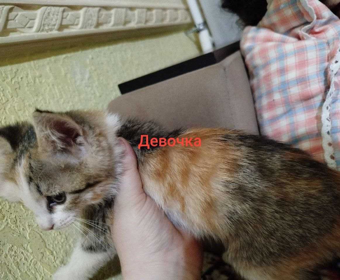 Котята очень милые и ласковые даром в добрые ручки