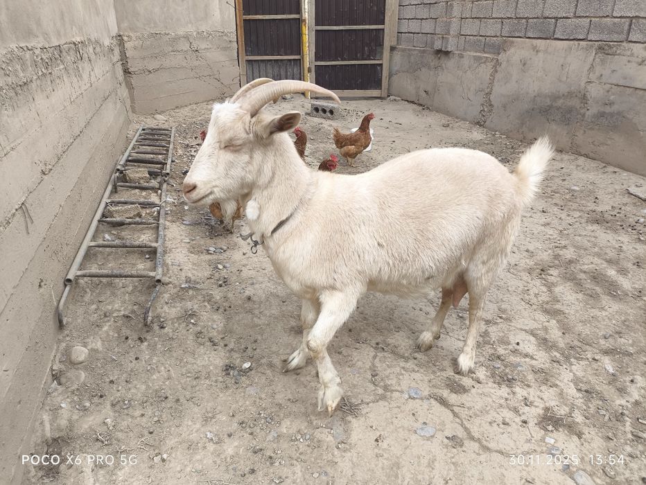 Зааненская коза 2 литра в день.