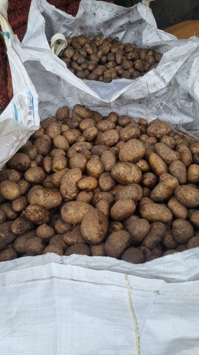 Cartofi consum Arizona