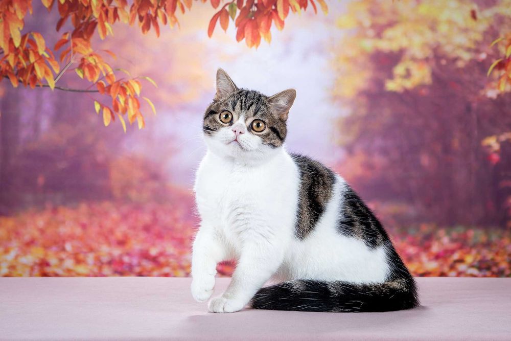 Шотландский котик