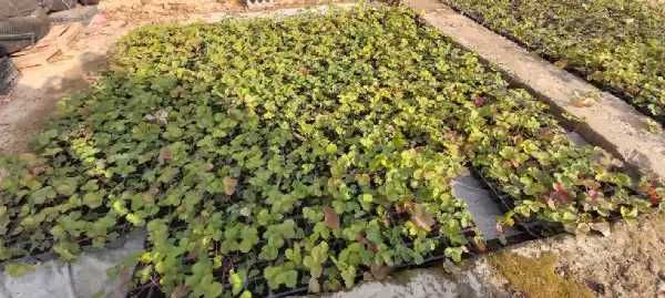 SHOSHILING  "MALGA"  QULUPNAY ko'chatlari sotiladi