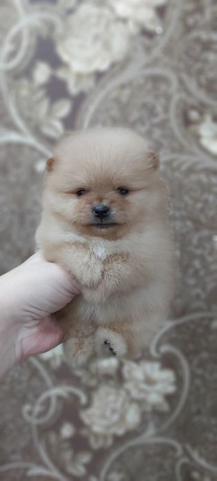 Кремовые шпицы готовы к переезду