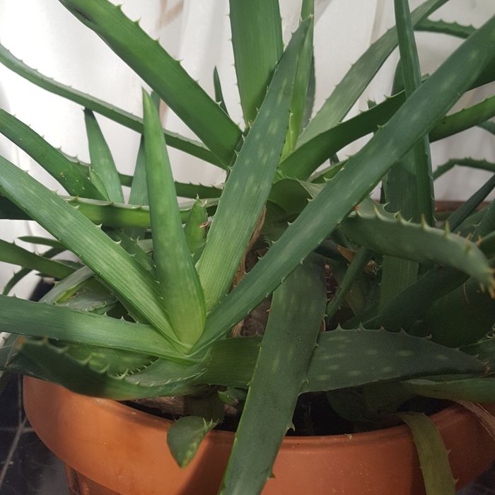 Aloe vera pui planta mama