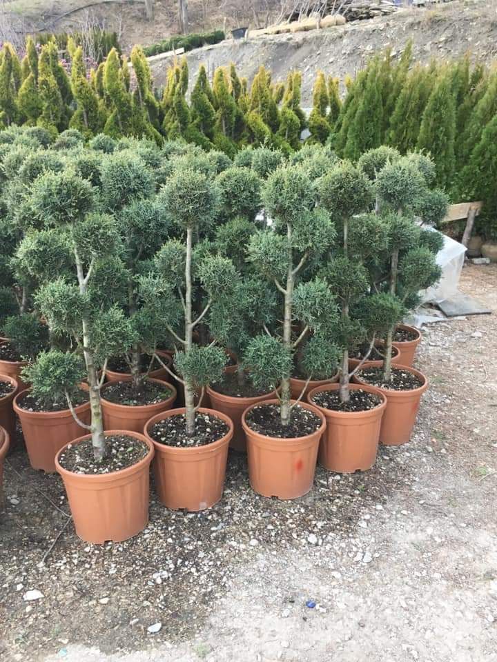 Vă oferim o gama foarte mare de plante ornamentale prețuri accesibile