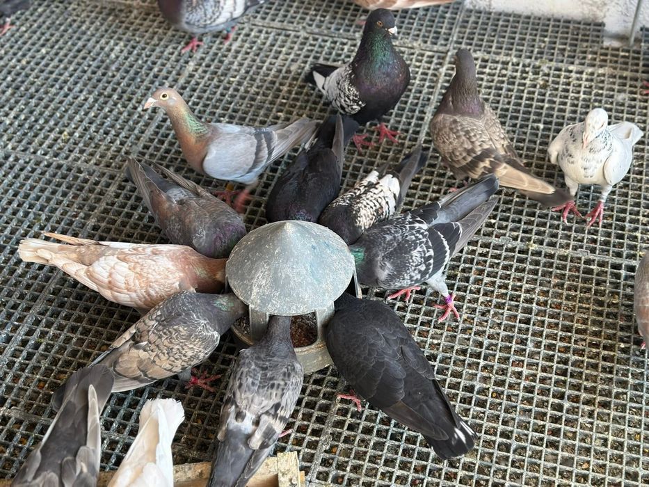 Porumbei voiajori culori rare!