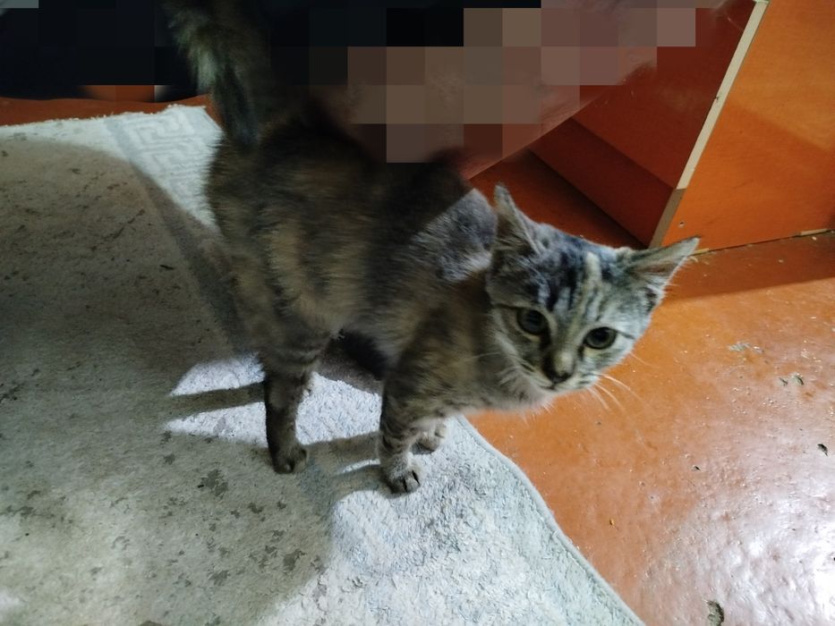 Бесплатно!Кошечка в хорошие добрые руки!