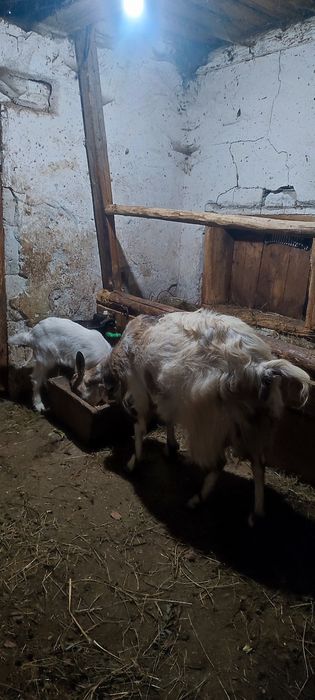 Vand capra cu 2 iezi