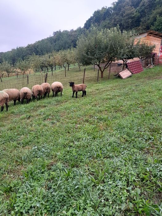 Mieluta și berbecuț suffolk