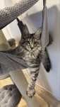 Femela Maine Coon black tabby