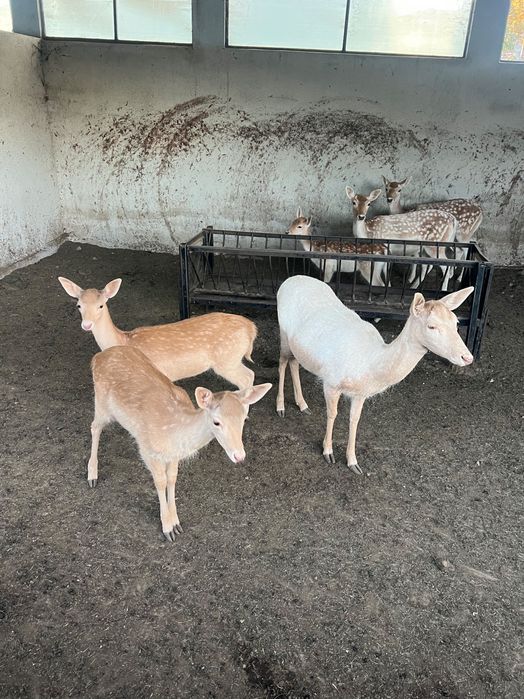 Продавам елени лопатари