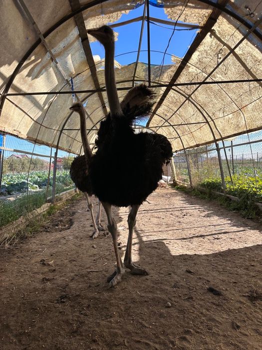 Struti familie pereche strut