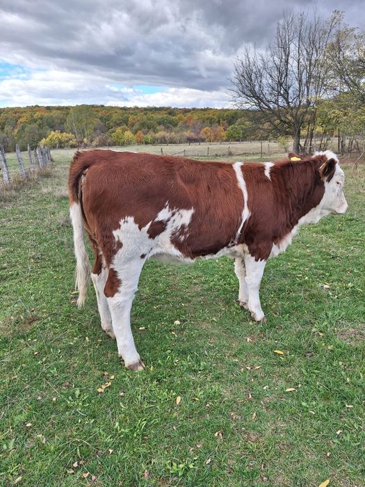 Bălțată Românească 7 luni