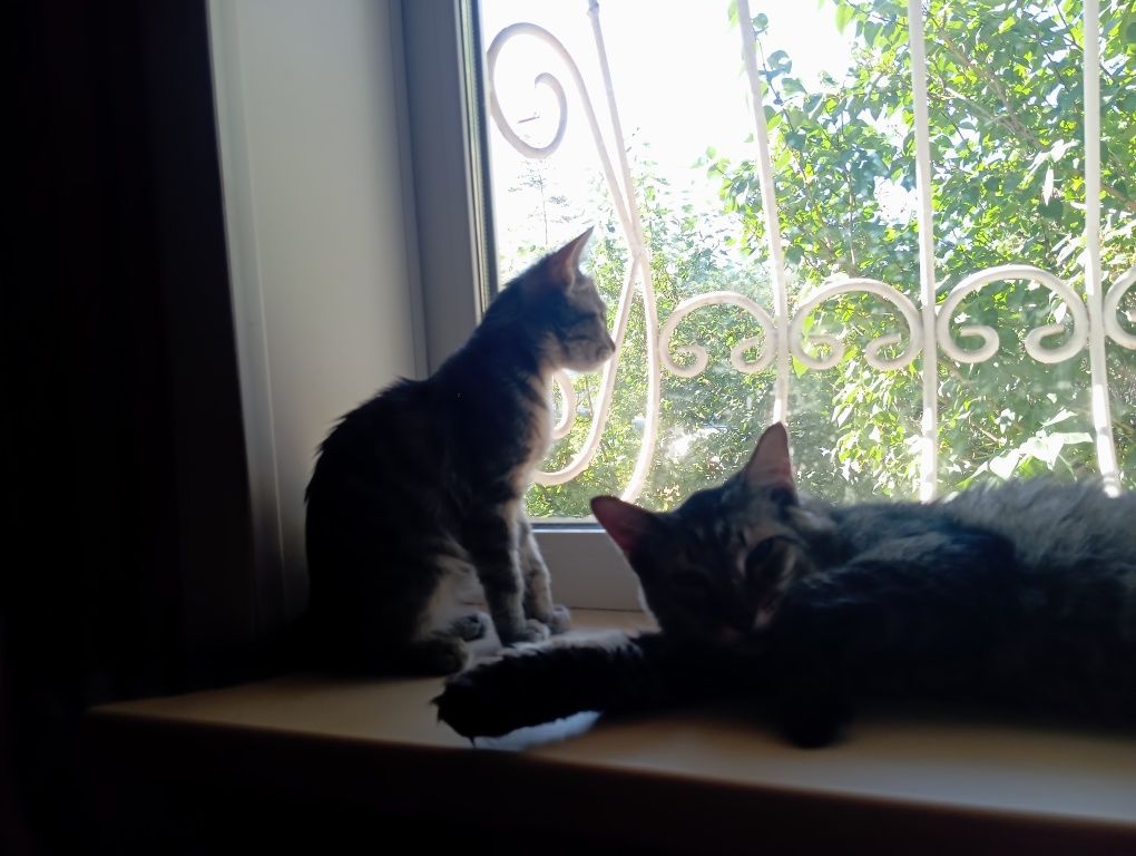 Котята , коты и кошки